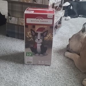 Inflatable Boston Terrier with Santa Hat